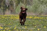 LABRADOR 1029